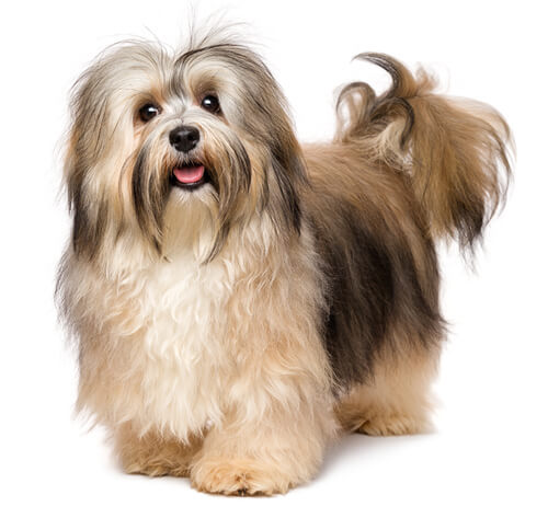Havanese Dog Breed Information Purina UK